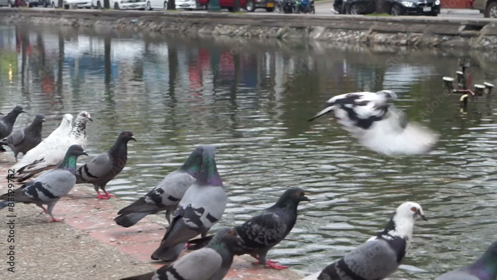flock of pigeons flying over Chiang mai city historic canal flock of pigeons flying over Chiang mai city historic canal