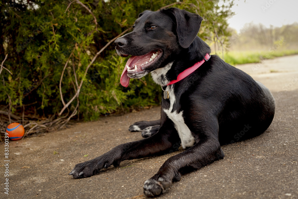 Exhausted black dog panting in the shade with ball