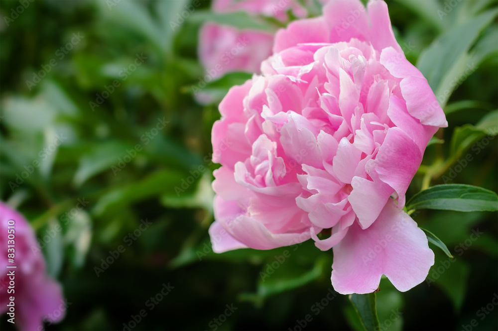 Pink peony in countryside garden with a blurred background. Pink peony in countryside garden with a blurred background.