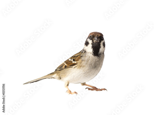 Looking eurasian tree sparrow on white background