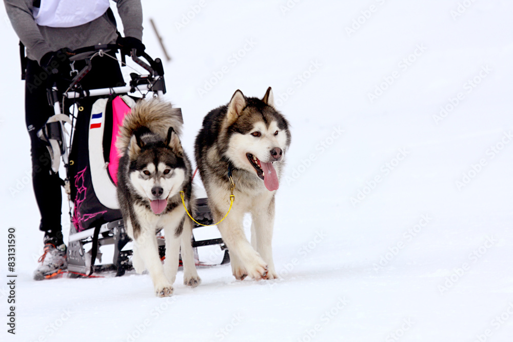 Husky Sled Dogs Running In Snow Husky Sled Dogs Running In Snow