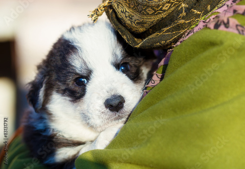 Little beautiful black and white shepherd puppy held on human sh photo