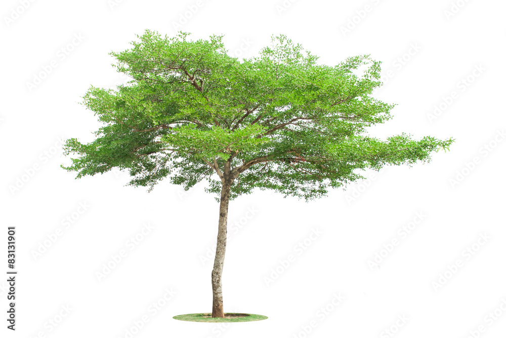 Fototapeta premium Tree
