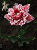 pink and white tulip flower