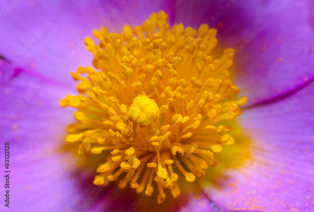 Fototapeta premium Bella flor