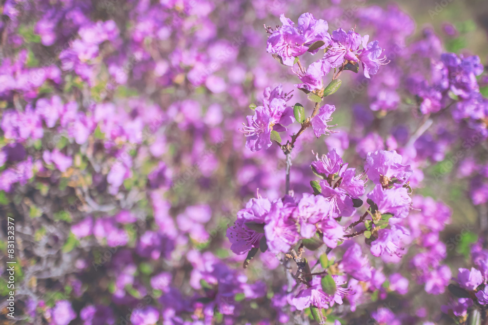 Pink spring flowering shrub, Rhododendron Ledebour