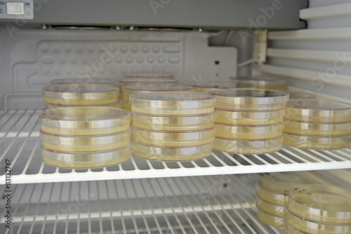 Many petri dishes with culture medium in laboratory.