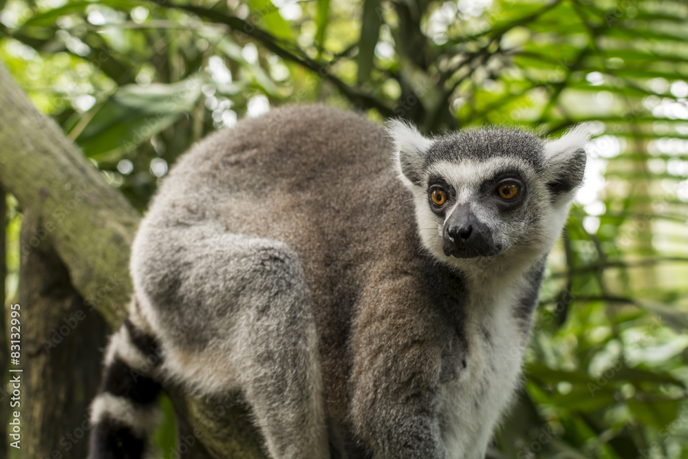Fototapeta premium ring-tailed lemur (lemur catta)