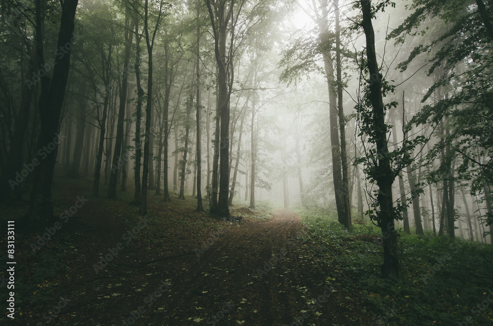 green dark forest path