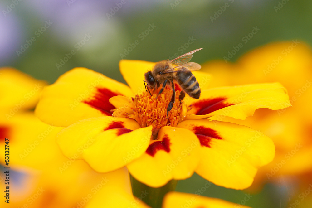 Biene auf gelber Blüte Biene auf gelber Blüte
