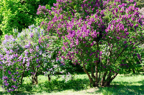 Fototapeta Naklejka Na Ścianę i Meble -  bunch of violet lilac flower