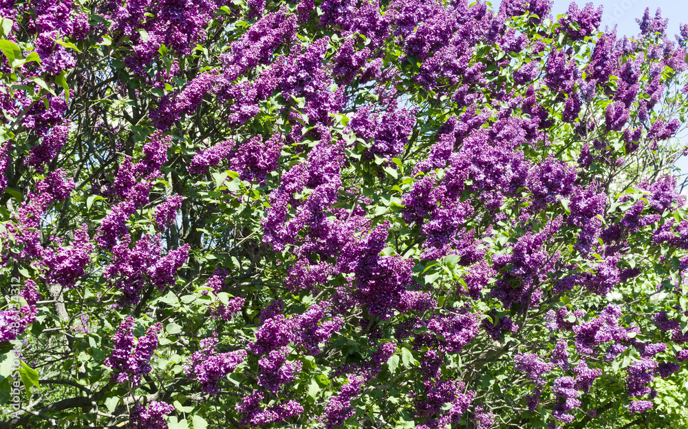 Bunch of violet lilac flower in sunny spring day in front of blu
