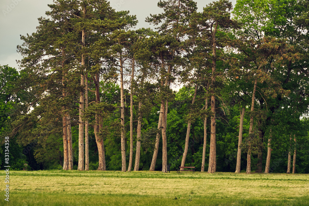 Fototapeta premium Pines on the park