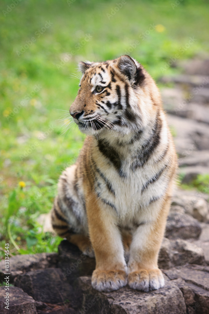 Fototapeta premium adorable tiger cub sitting