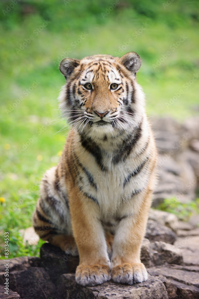 Obraz premium młody tygrys cub siedzi