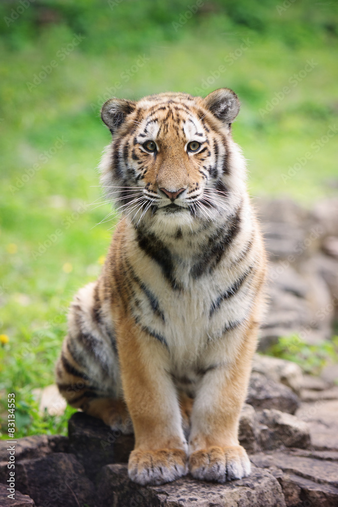 Fototapeta premium młody tygrys cub siedzi