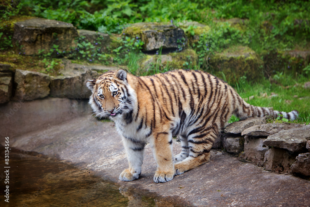 adorable tiger near water