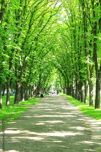 park with green trees