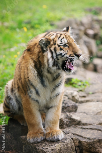 adorable tiger cub yawning © otsphoto
