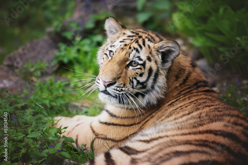 young tiger cub resting © otsphoto