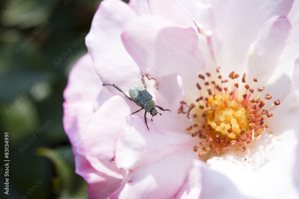小さいカナブン」の写真素材 | 77件の無料イラスト画像 | Adobe