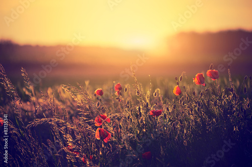 Fototapeta Naklejka Na Ścianę i Meble -  Poppies on the spring meadow