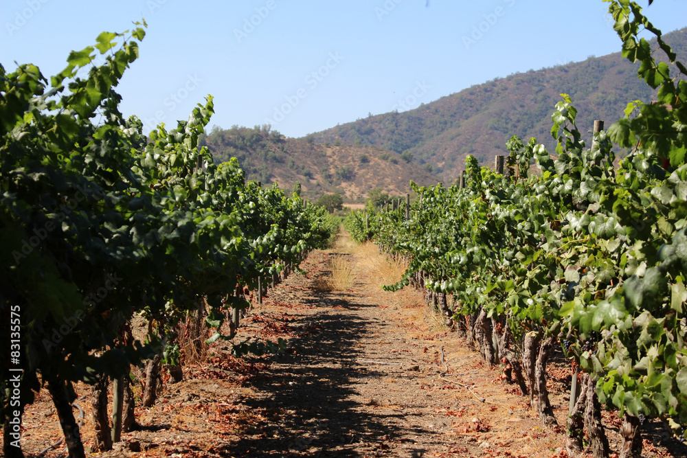 plantacion de uvas en viñedo