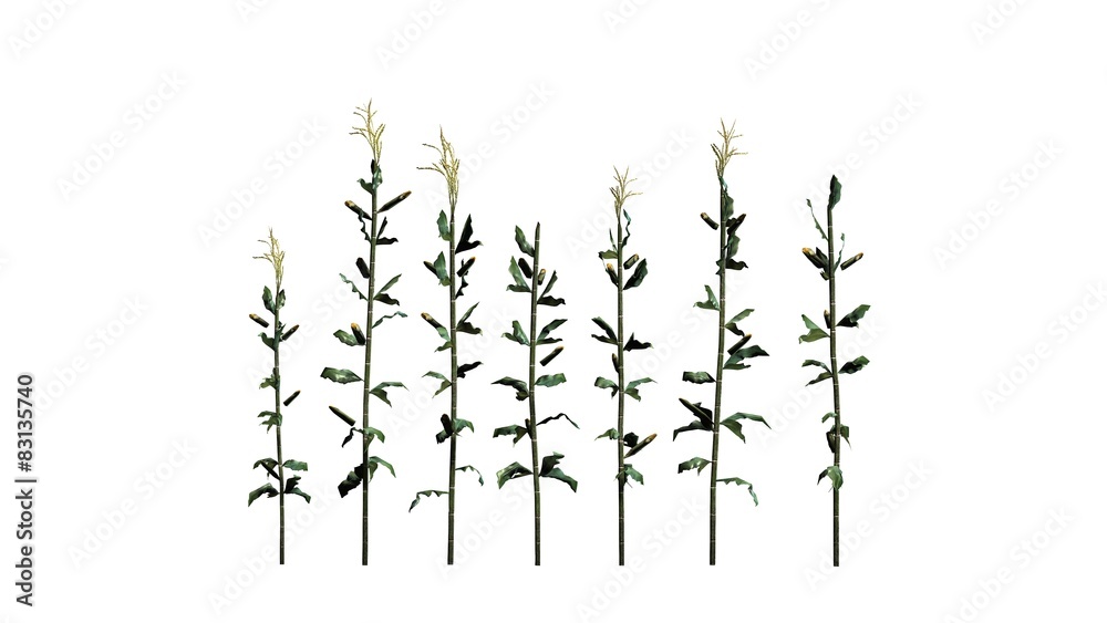 corn plants - isolated on white background