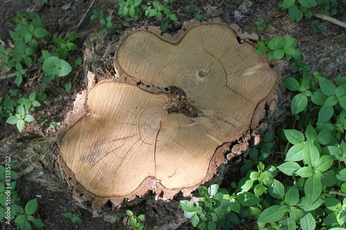 Der gefälle Baum photo