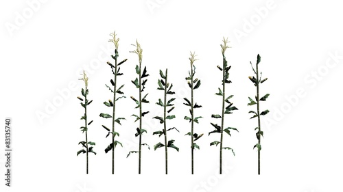 corn plants - isolated on white background