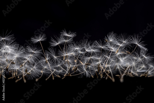 Fototapeta Naklejka Na Ścianę i Meble -  Dandelion seeds. Many dandelion seeds, close- up flower seeds.