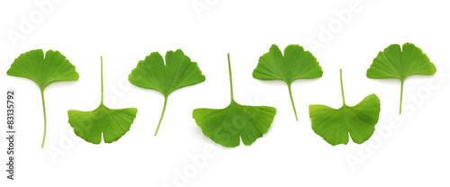 ginkgo biloba leaves on white background