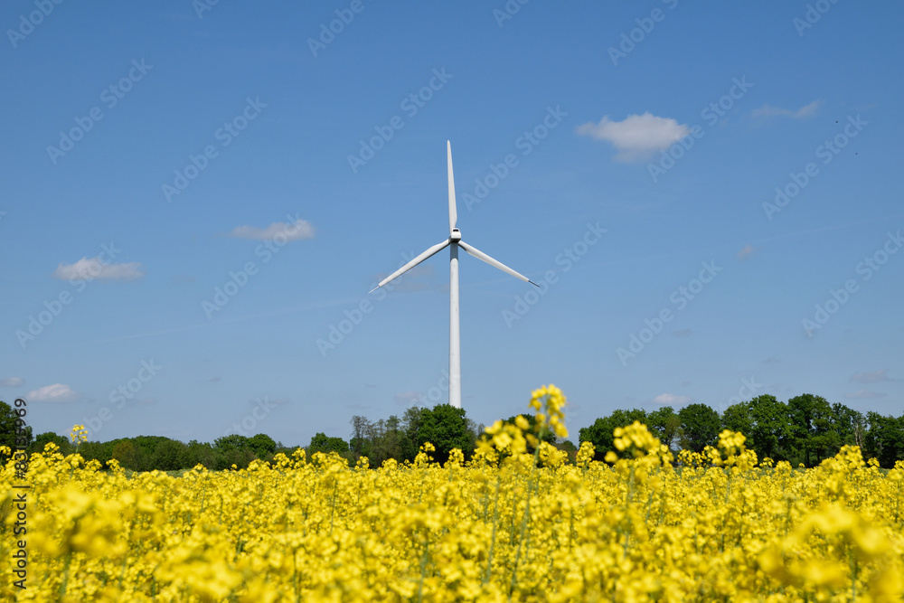 Rape and windmill as an alternative energy Rape and windmill as an alternative energy