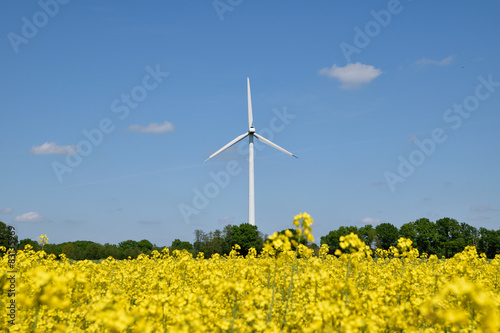 Rape and windmill as an alternative energy © tomikk