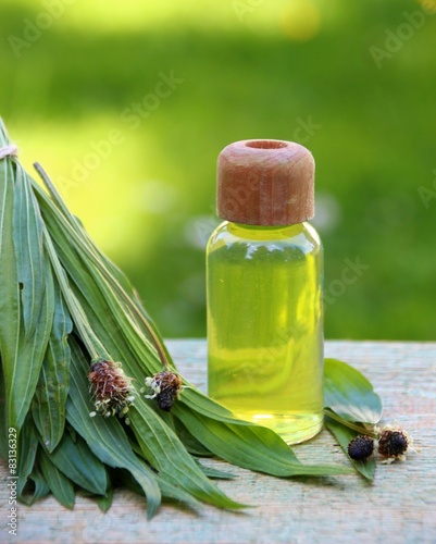 gesundheit mit spitzwegerich photo