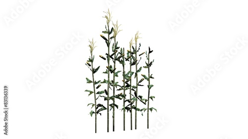Wallpaper Mural corn plants - isolated on white background Torontodigital.ca