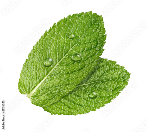 Mint herb leaves water drops isolated on white background
