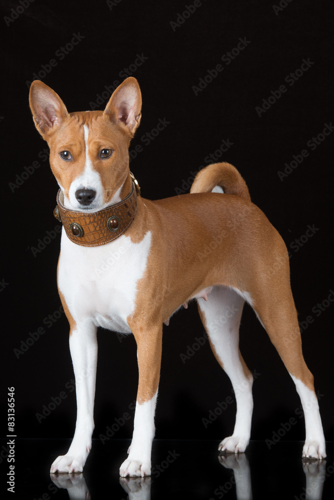 red basenji dog standing on black