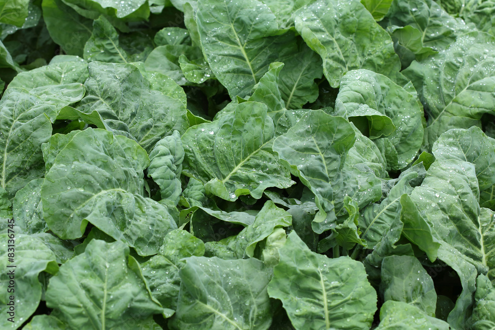 green lettuce vegetable of hydroponic cultivation green lettuce vegetable of hydroponic cultivation