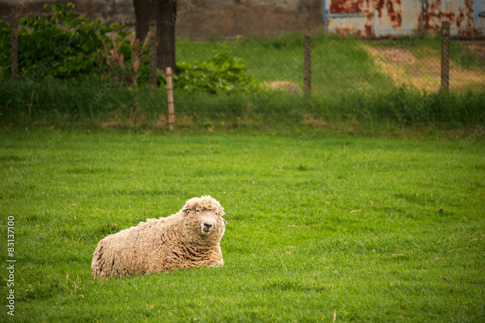 Sheep lying pasture Sheep lying pasture