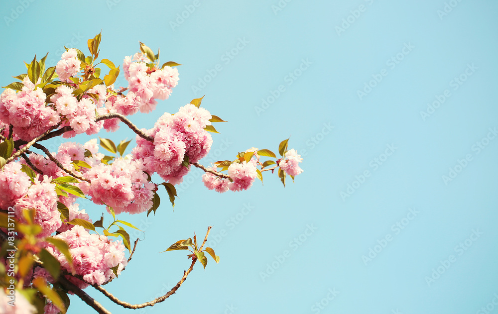 Cherry blossom in springtime, beautiful pink flowers. Sakura Cherry blossom in springtime, beautiful pink flowers. Sakura