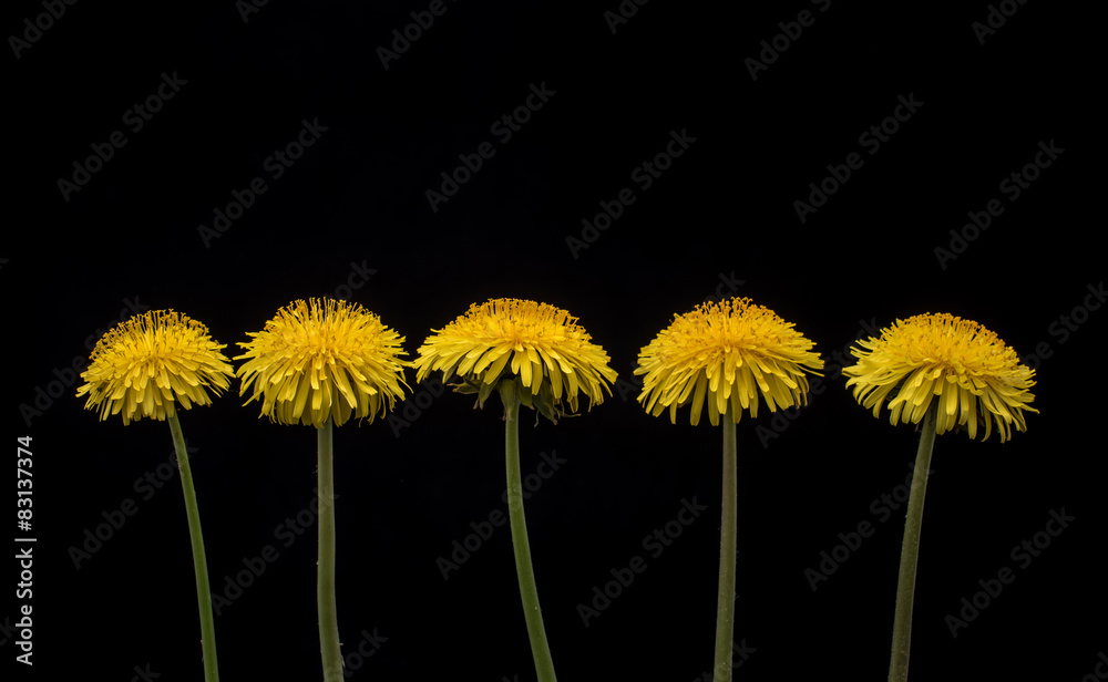 Macro dandelion flowers. Many dandelion flower in a row. Macro dandelion flowers. Many dandelion flower in a row.