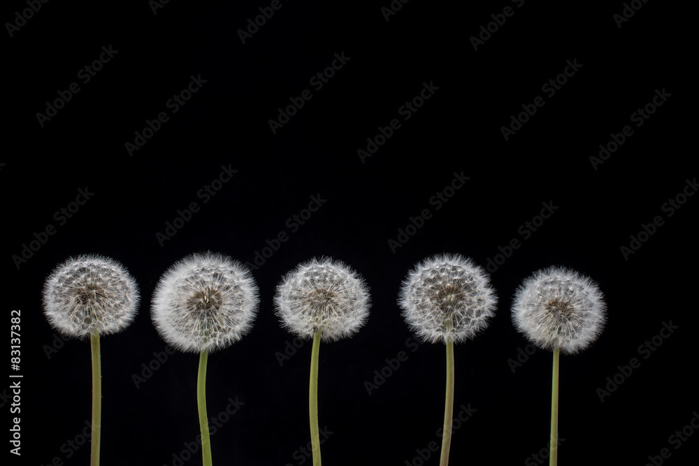 Five dandelion seeds in a row on black background. Dandelion seeds.  