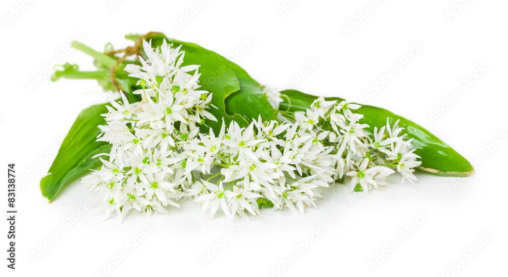 Bärlauch, isoliert Stock-Foto | Adobe Stock Bärlauch, isoliert Stock-Foto | Adobe Stock