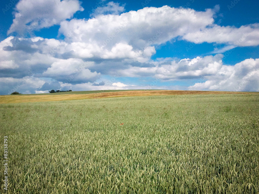 Getreidefeld im Sommer