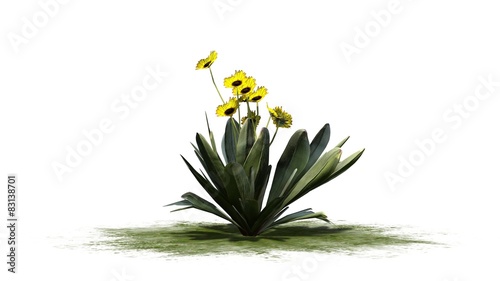 Frailejon plant - isolated on white background photo