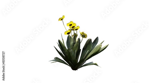 Frailejon plant - isolated on white background