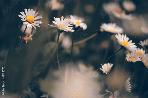 Fototapeta Naklejka Na Ścianę i Meble -  Chamomile flowers macr on sping meadow
