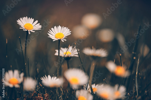 Fototapeta Naklejka Na Ścianę i Meble -  Chamomile flowers macr on sping meadow