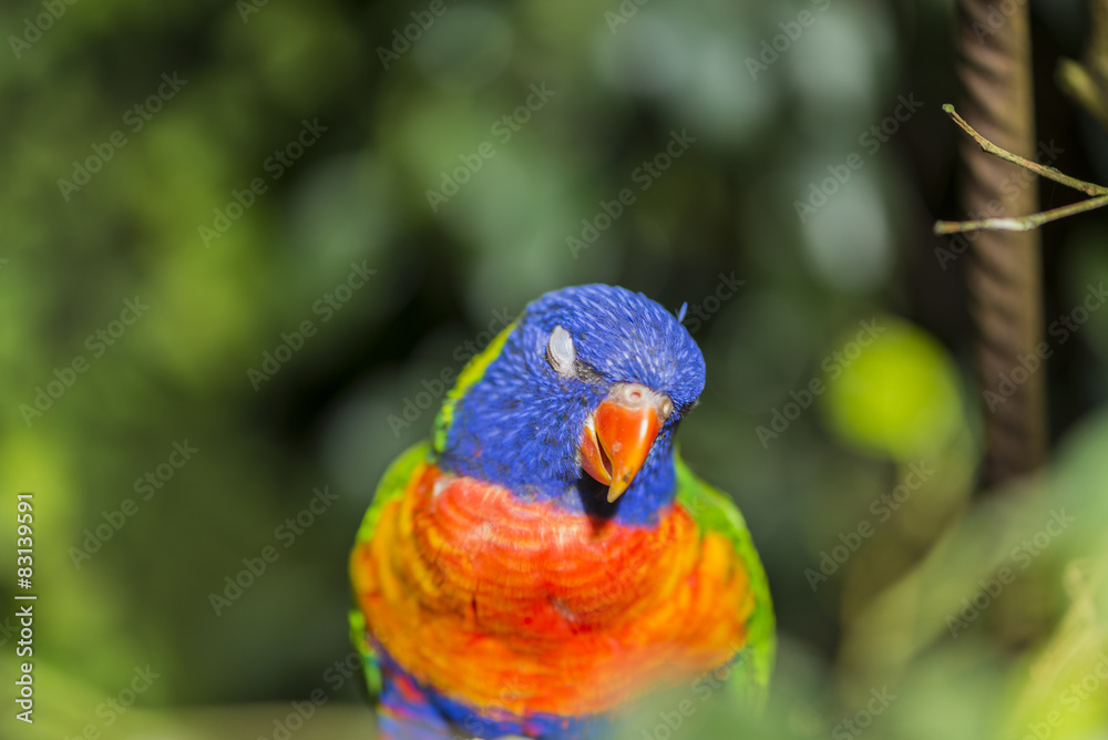 Naklejka premium parrot rainbow, trichoglossus haematodus